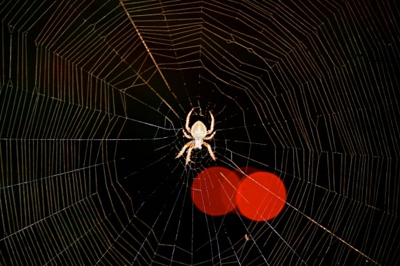 Spider With Lights